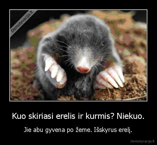 Kuo skiriasi erelis ir kurmis? Niekuo. - Jie abu gyvena po žeme. Išskyrus erelį.