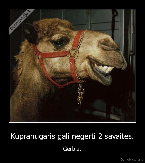 Kupranugaris gali negerti 2 savaites. - Gerbiu.