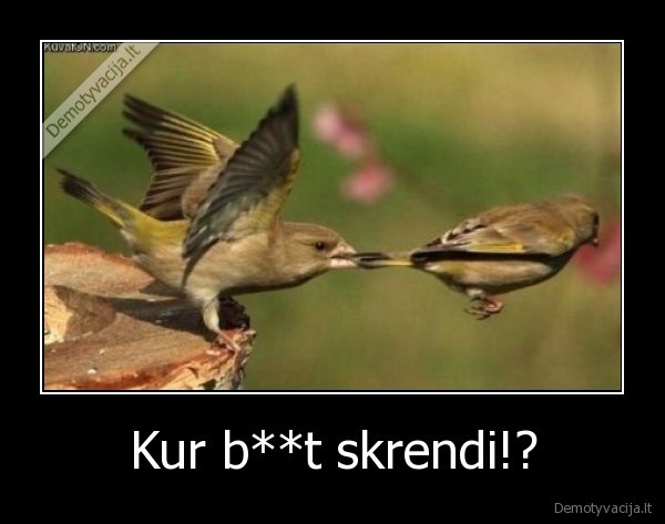 Kur b**t skrendi!? - 