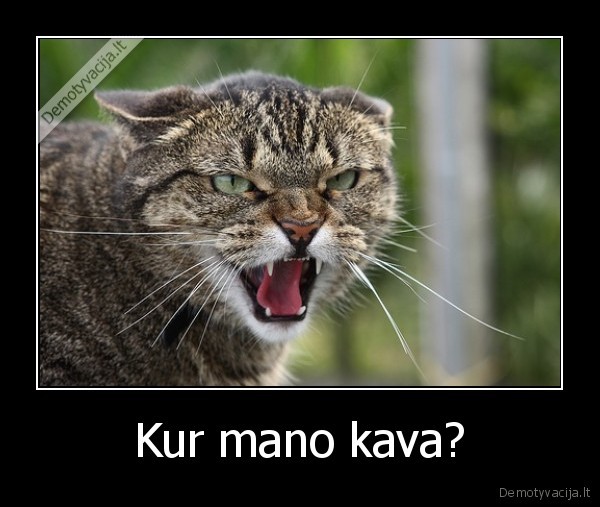 Kur mano kava? - 