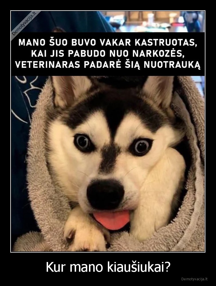 Kur mano kiaušiukai? - 