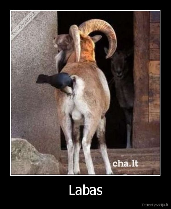 Labas - 