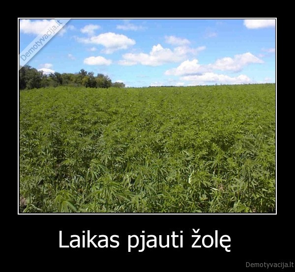 Laikas pjauti žolę  - 