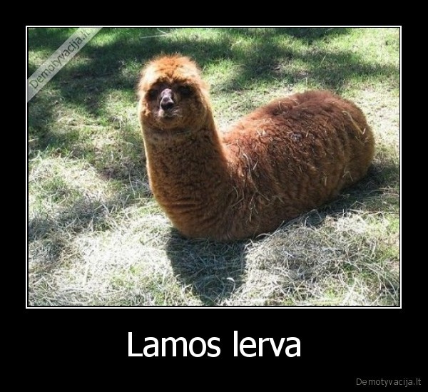 Lamos lerva - 