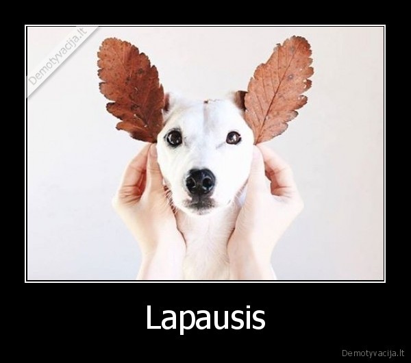 Lapausis - 