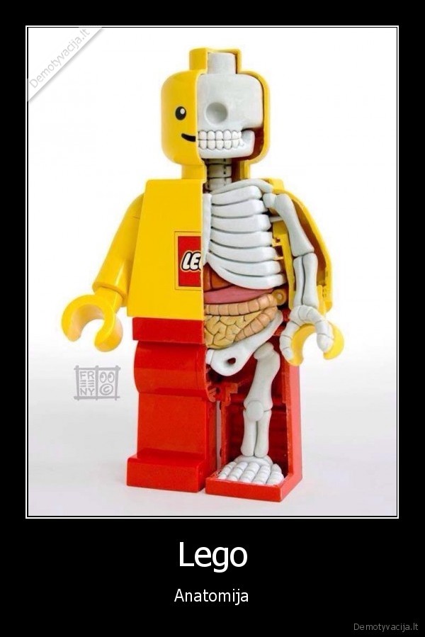 Lego - Anatomija