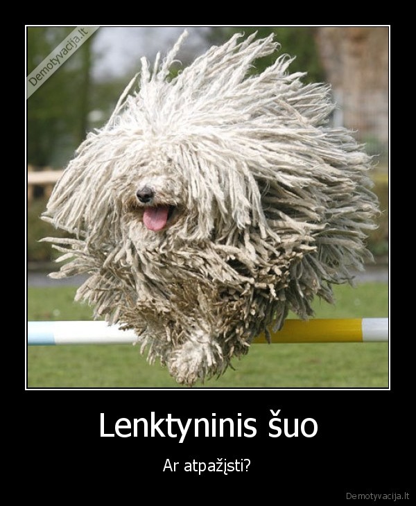 Lenktyninis šuo - Ar atpažįsti?