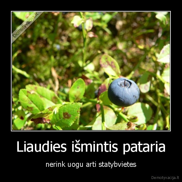 Liaudies išmintis pataria - nerink uogu arti statybvietes