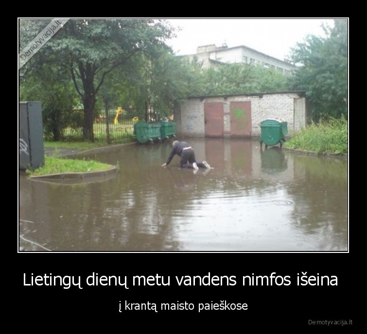 Lietingų dienų metu vandens nimfos išeina  - į krantą maisto paieškose