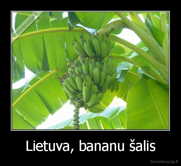 Lietuva, bananu šalis - 