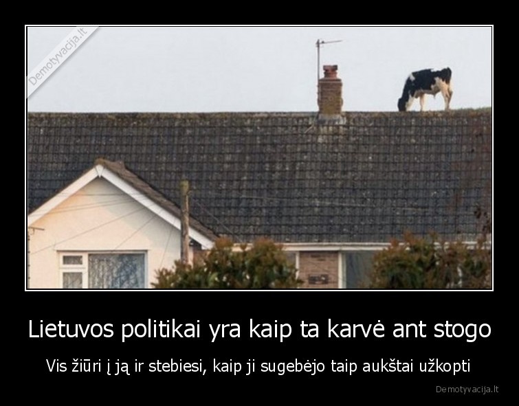 Lietuvos politikai yra kaip ta karvė ant stogo - Vis žiūri į ją ir stebiesi, kaip ji sugebėjo taip aukštai užkopti