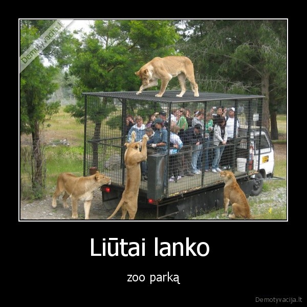 Liūtai lanko  - zoo parką