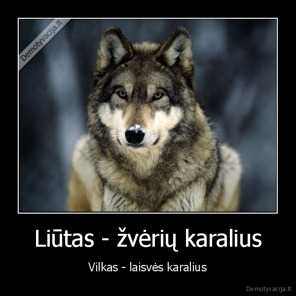 Liūtas - žvėrių karalius - Vilkas - laisvės karalius