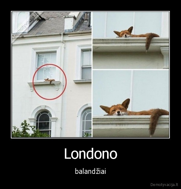 Londono - balandžiai