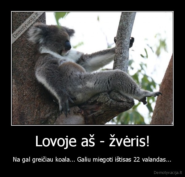 Lovoje aš - žvėris! - Na gal greičiau koala... Galiu miegoti ištisas 22 valandas...