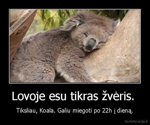 Lovoje esu tikras žvėris.  - Tiksliau, Koala. Galiu miegoti po 22h į dieną.