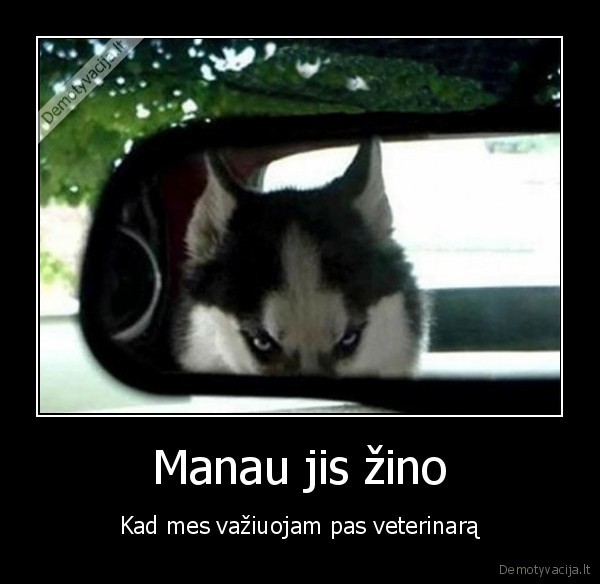 Manau jis žino - Kad mes važiuojam pas veterinarą