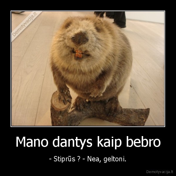 Mano dantys kaip bebro - - Stiprūs ? - Nea, geltoni.