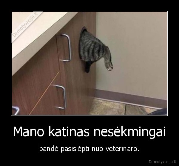 Mano katinas nesėkmingai - bandė pasislėpti nuo veterinaro.