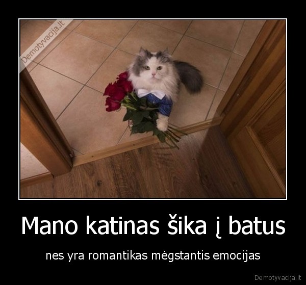 Mano katinas šika į batus - nes yra romantikas mėgstantis emocijas