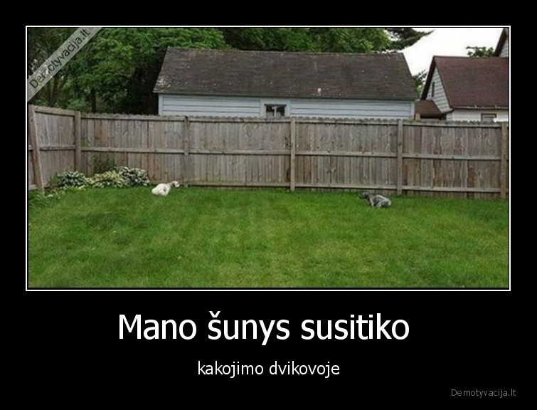 Mano šunys susitiko  - kakojimo dvikovoje