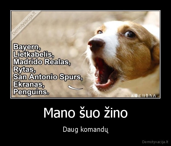 Mano šuo žino - Daug komandų