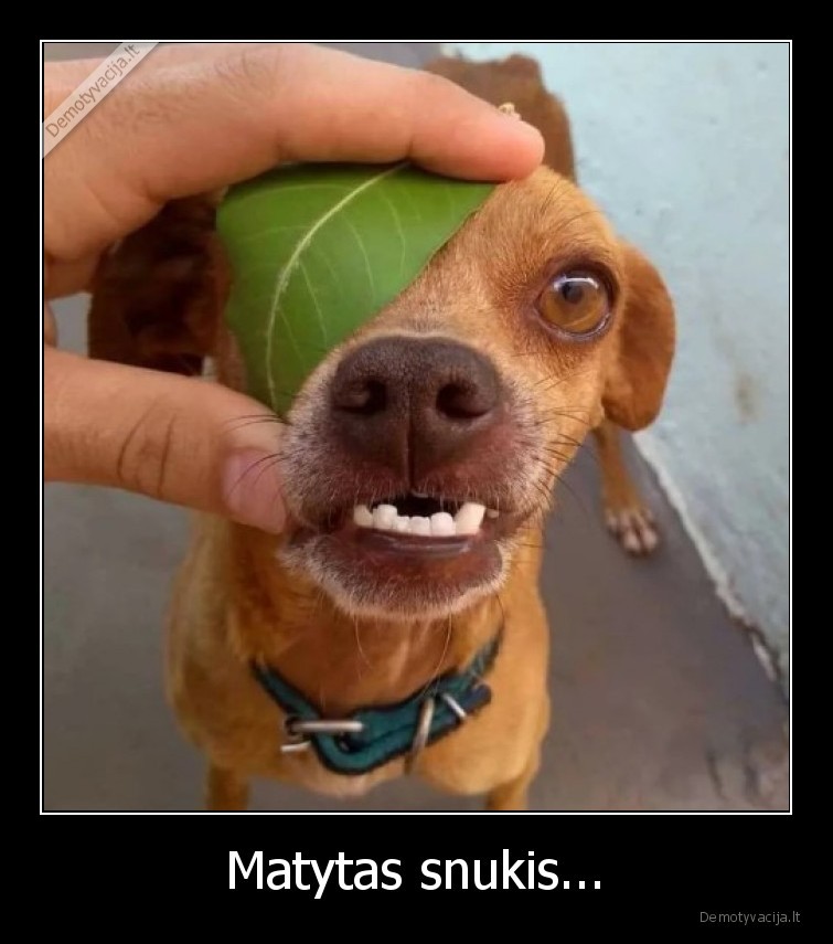 Matytas snukis... - 