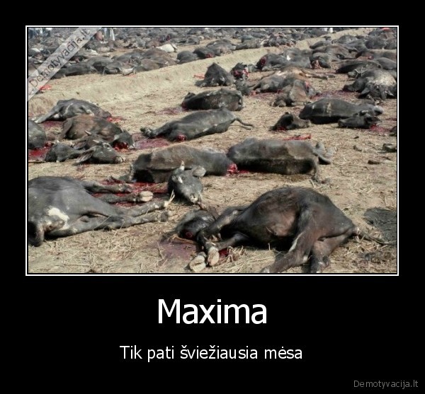 Maxima - Tik pati šviežiausia mėsa