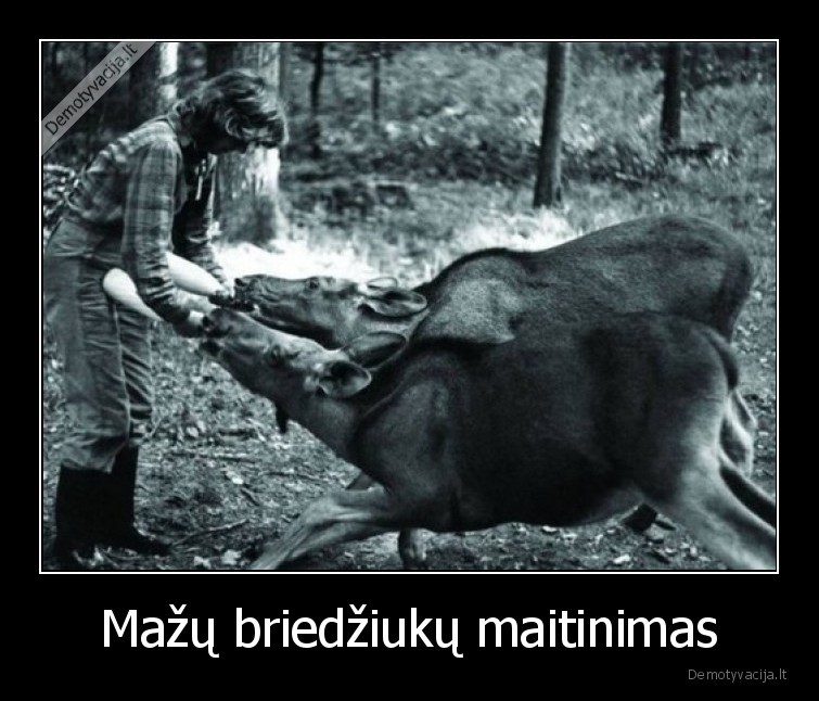 Mažų briedžiukų maitinimas - 