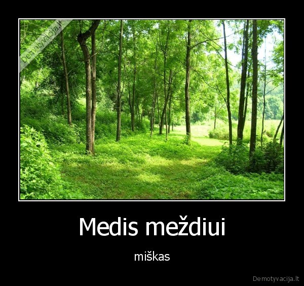 Medis meždiui - miškas