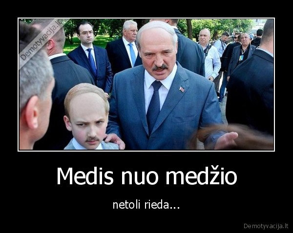 Medis nuo medžio - netoli rieda...