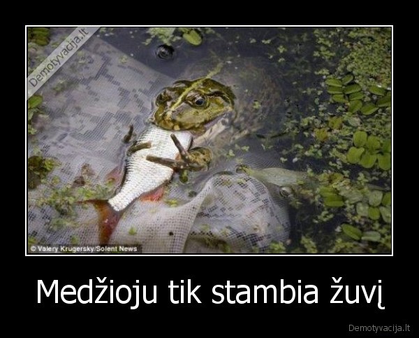 Medžioju tik stambia žuvį - 