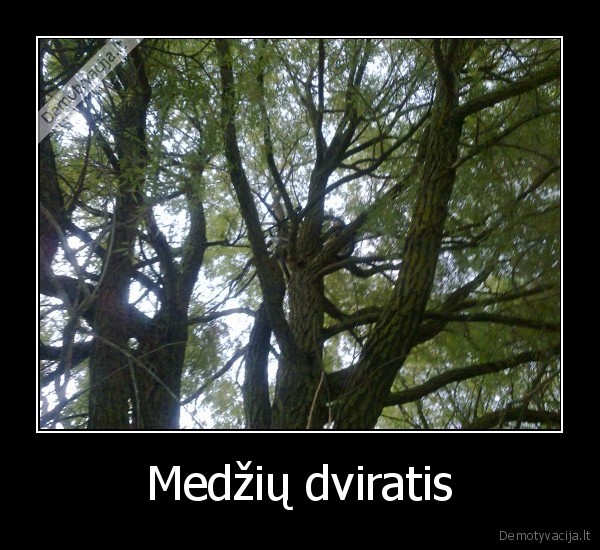 Medžių dviratis - 