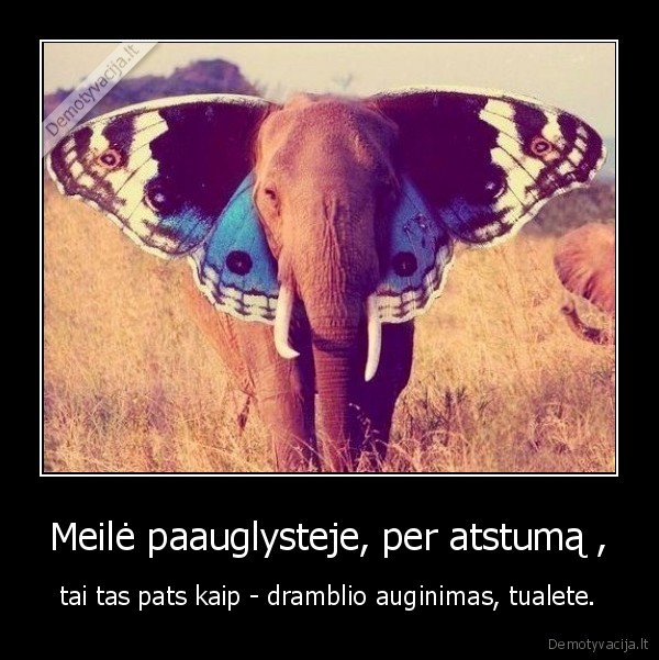 Meilė paauglysteje, per atstumą , - tai tas pats kaip - dramblio auginimas, tualete.