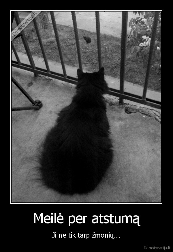 Meilė per atstumą - Ji ne tik tarp žmonių...