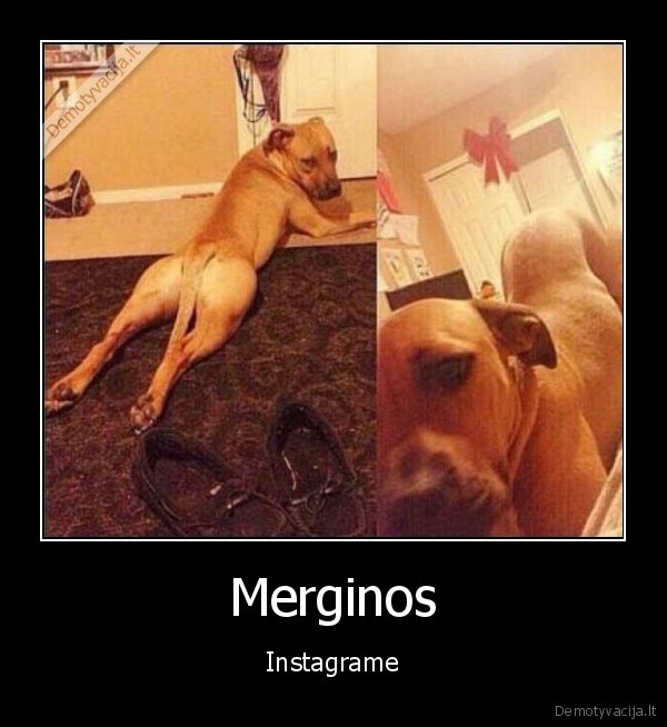 Merginos - Instagrame