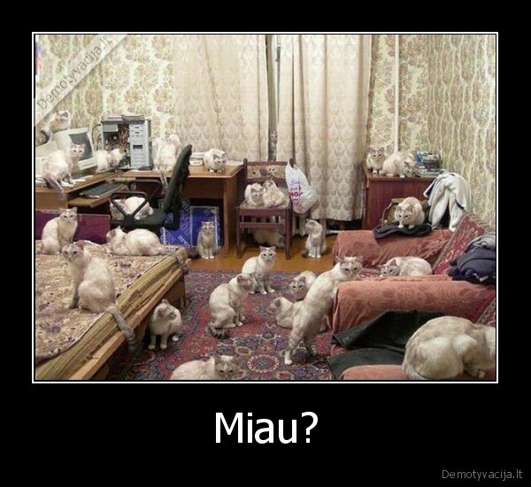 Miau? - 