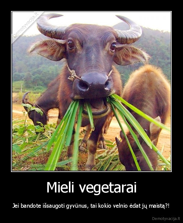 Mieli vegetarai - Jei bandote išsaugoti gyvūnus, tai kokio velnio ėdat jų maistą?!