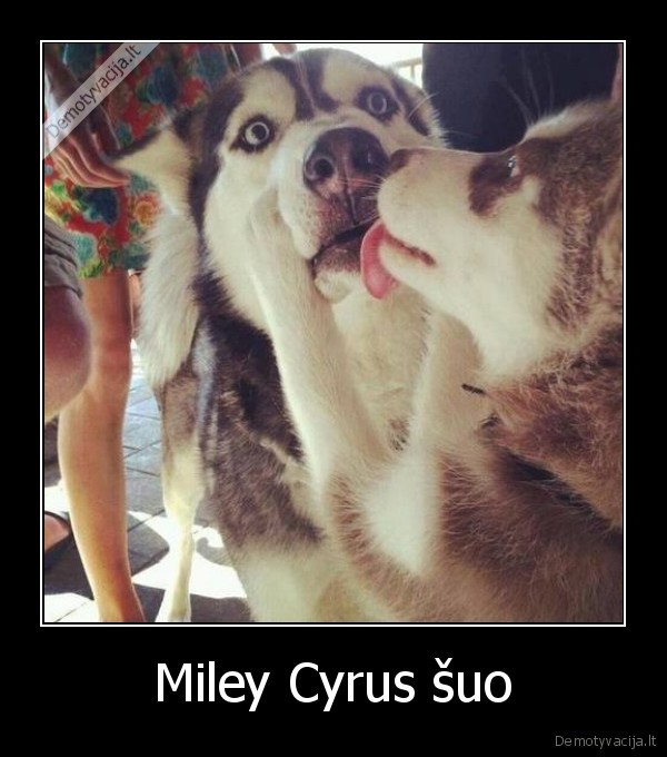 Miley Cyrus šuo - 