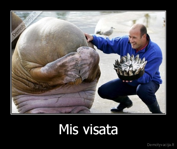 Mis visata - 