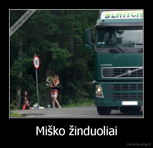 Miško žinduoliai - 