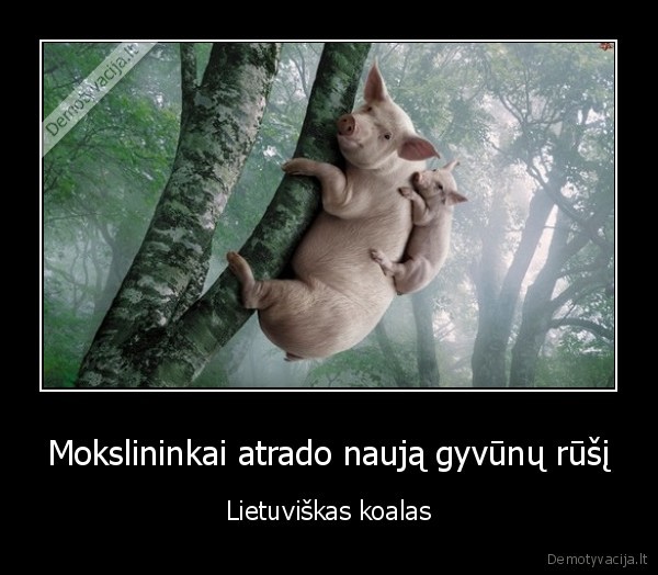 Mokslininkai atrado naują gyvūnų rūšį - Lietuviškas koalas