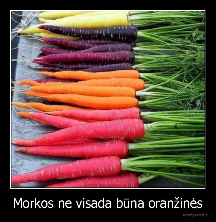 Morkos ne visada būna oranžinės - 