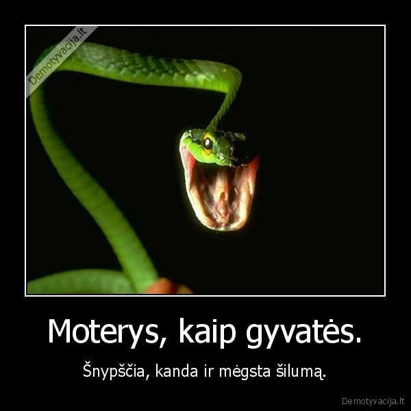 Moterys, kaip gyvatės. - Šnypščia, kanda ir mėgsta šilumą.