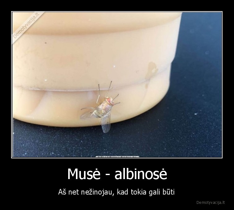 Musė - albinosė - Aš net nežinojau, kad tokia gali būti