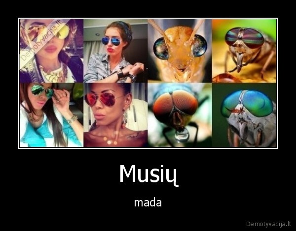 Musių - mada