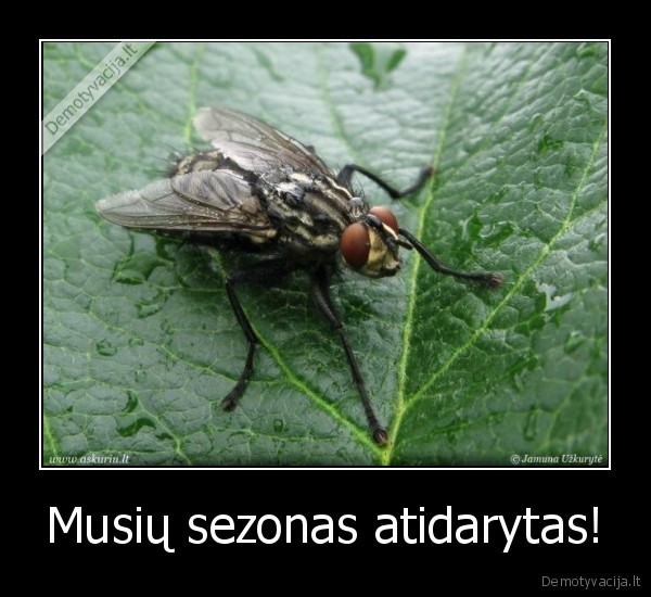 Musių sezonas atidarytas! - 