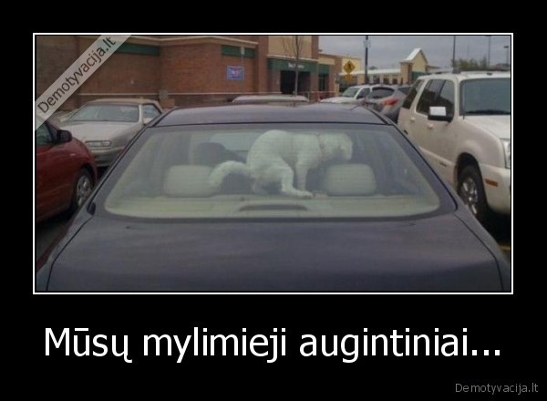 Mūsų mylimieji augintiniai... - 