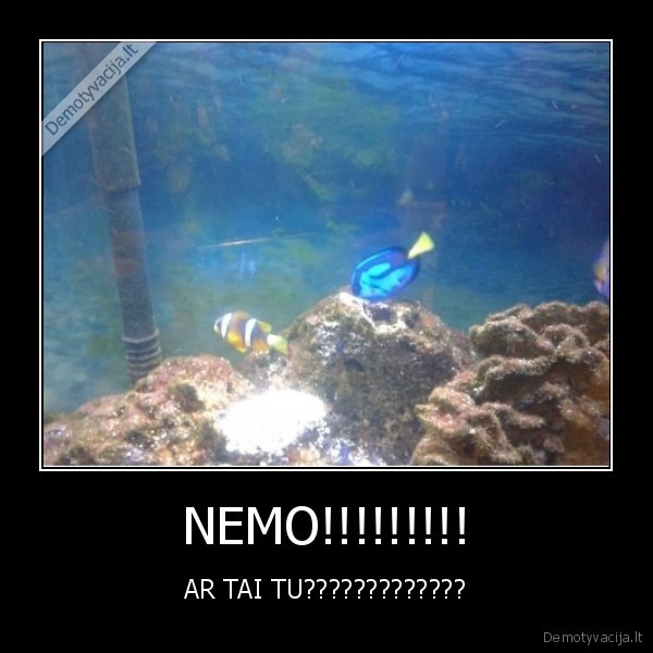 NEMO!!!!!!!!! - AR TAI TU?????????????