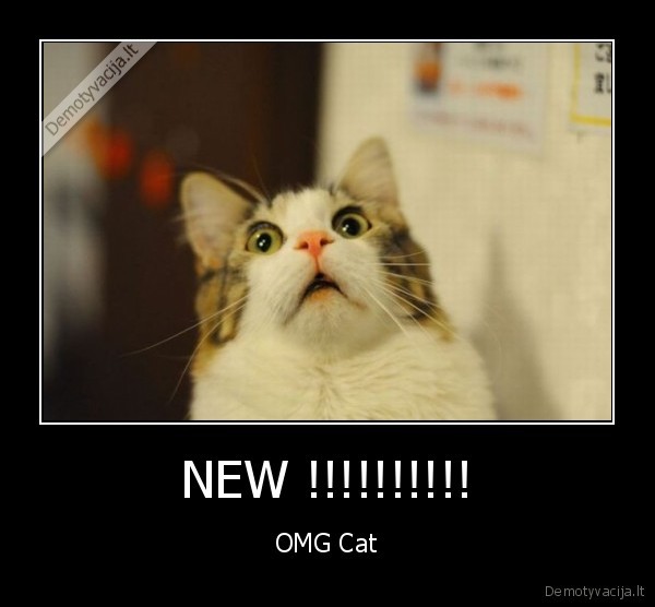 NEW !!!!!!!!!! - OMG Cat